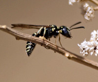 Wasp 3