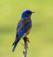 Western Bluebird - Sialia mexicana