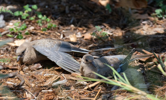 Mourning Dove - Zenaida macroura