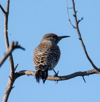 Northern Flicker (red shafted) - Colaptes auratus