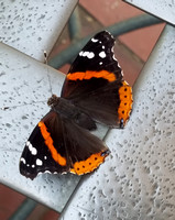 Red Admiral Butterfly in a Penthouse rooftop garden