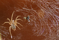 Corner spider - Hololena sp.
