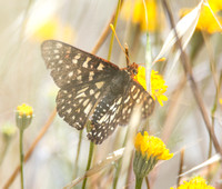 Variable checkerspot - Euphydryas chalcedona