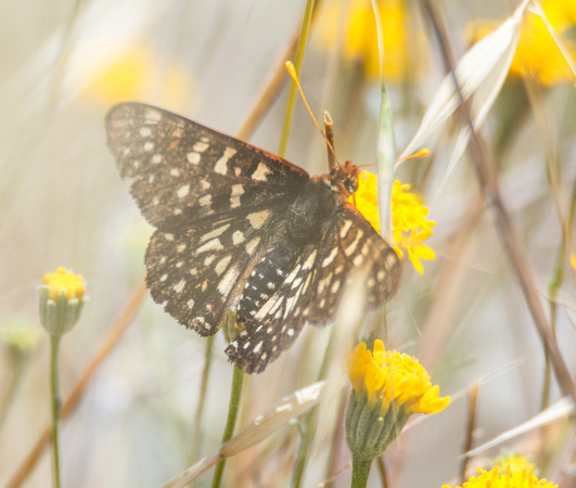 Variable checkerspot - Euphydryas chalcedona