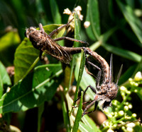 Robber fly - Proctacanthus sp.