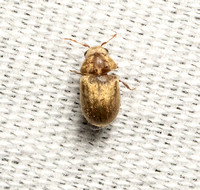 Beetle - Family Ptinidae