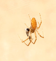 Long-jawed spider - Larinia directa