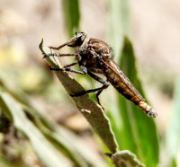 Robber fly - Proctacanthus sp.