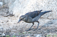 Rusty Blackbird - Euphagus carolinus