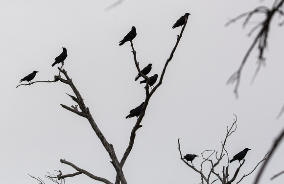 American Crow - Corvus brachyhynchus