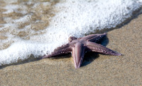 California Sand Star - Astropecten verrilli