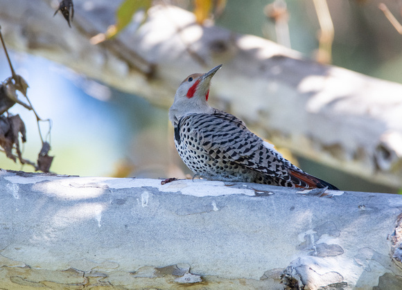 Northern Flicker (red shafted) - Colaptes auratus