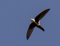 White-throated Swift - Aeronautes saxatalis