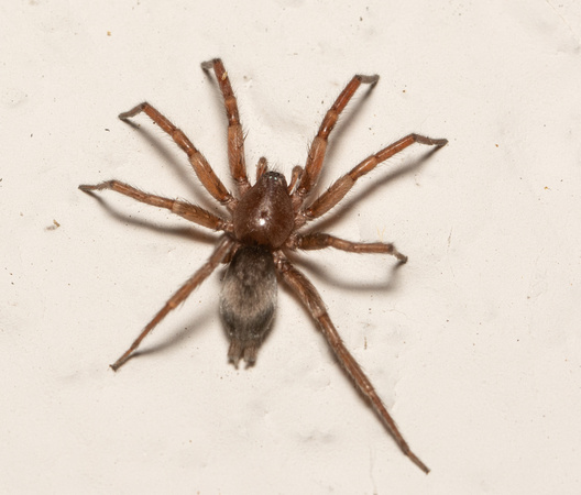 Mouse spider - Scotophaeus blackwalli