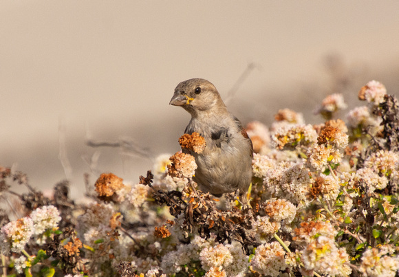 House Sparrow - Passer domesticus