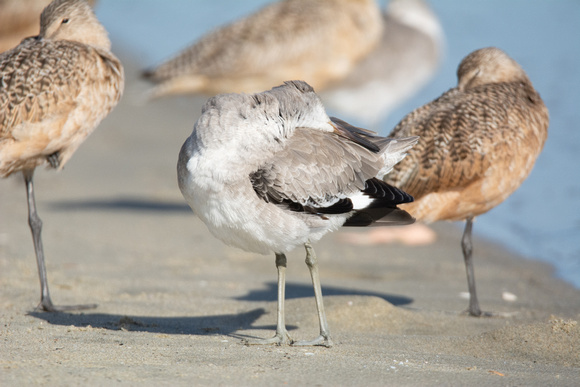 Willet - Tringa semipalmatus