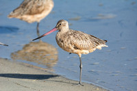 Marbled Godwit - Limosa fedoa