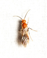 Velvet ant - Sphaeropthalma unicolor