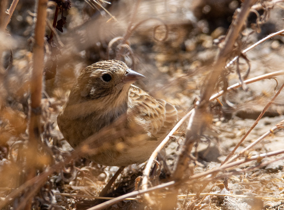 Chestnut-collared Longspur - Calcarius ornatus