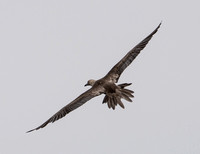 Red-footed Booby - Sula sula
