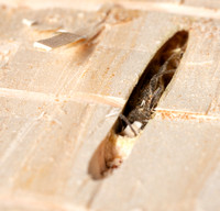 Long-horned beetle - Icosium tomentosum