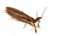 Black Webspinner - Oligotoma nigra