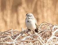 Sagebrush Sparrow - Artemisiospiza nevadensis