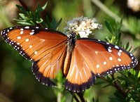 Queen - Danaus gilippus (female)