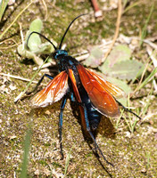 Tarantula Hawk 2 - Pepsis sp.