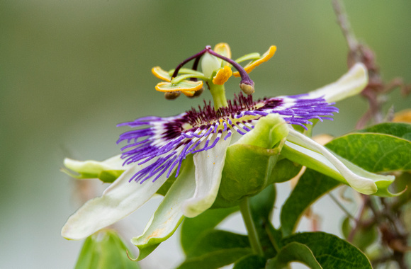 Passion Flower