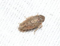 Leafhopper - Texananus sp.