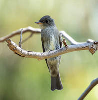 Western Wood-pewee - Contopus pertinex