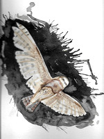 Inktober #4 of 31: Barn Owl night flight
