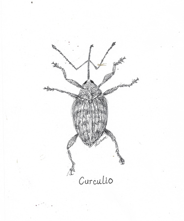 Inktober #5 of 31: Curculio beetle