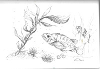 Inktober #7 of 31: Rockfish