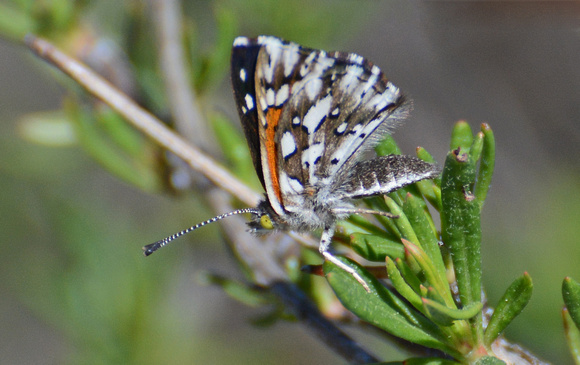 Behr's metalmark - Apodemia virgulti