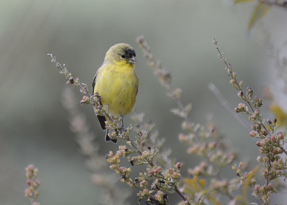 Lesser Goldfinch - Carduelis psaltria