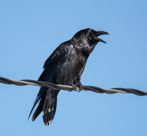 Common Raven - Corvus corax