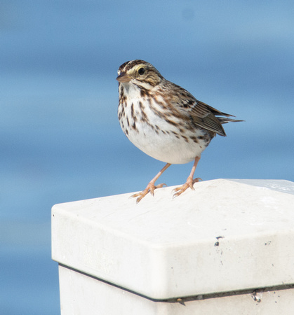 Savannah Sparrow - Passerculus sandwichensis