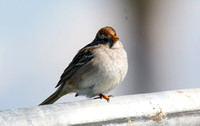 White-crowned Sparrow - Zonotrichia leucophyrs