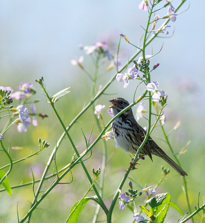 Song Sparrow - Melospiza melodia