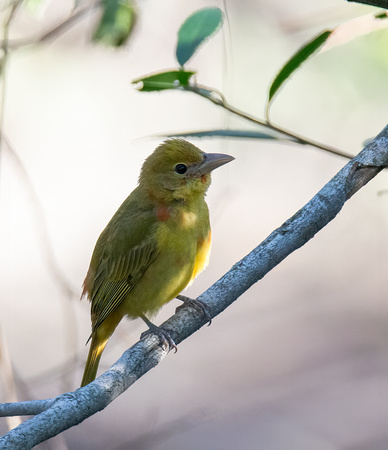 Summer Tanager - Piranga rubra