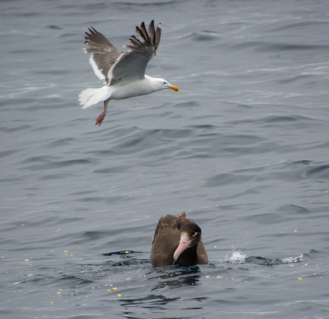 Short-tailed Albatross - Phoebastria albatrus