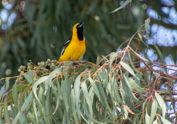 Hooded Oriole - Icterus cucullatus