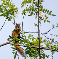 Eastern fox squirrel  - Sciurus niger