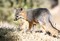 Santa Catalina Island Fox - Urocyon littoralis atalinae