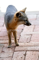 Santa Catalina Island Fox - Urocyon littoralis atalinae
