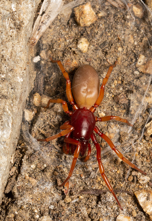 Woodlouse hunter - Dysdera crocata