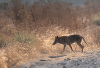 Coyote - Canis latrans