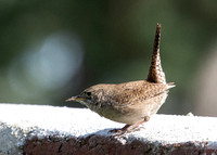 Northern House Wren - Troglodytes aedon